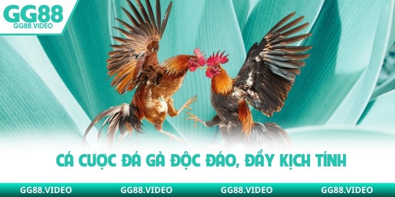 Cá cược đá gà độc đáo, đầy kịch tính